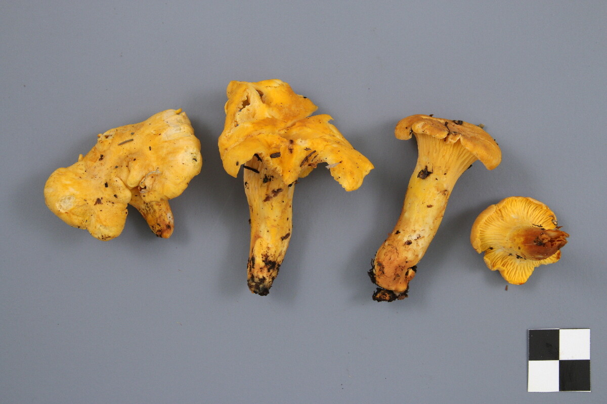 Cantharellus camphoratus image